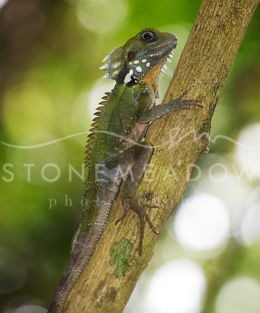 Boyd's Forest Dragon