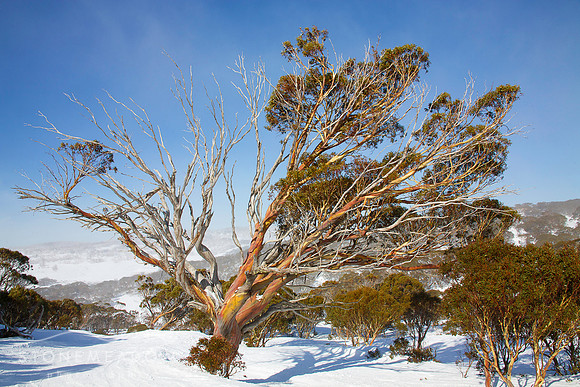 Perisher